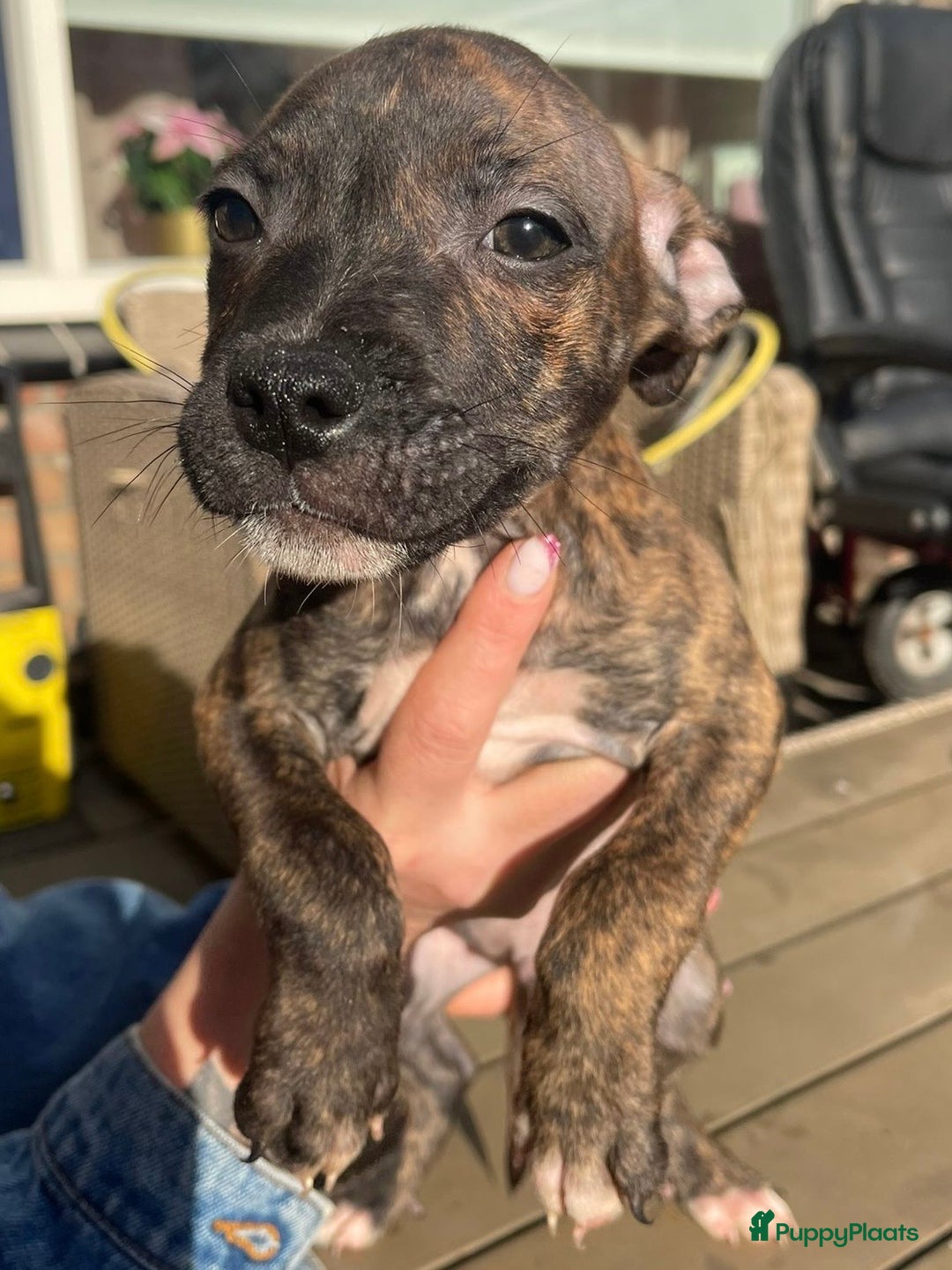 Kruising honden te koop: Pitbull x Cane Corso x Old English Bulldog puppies - Advertentie 7