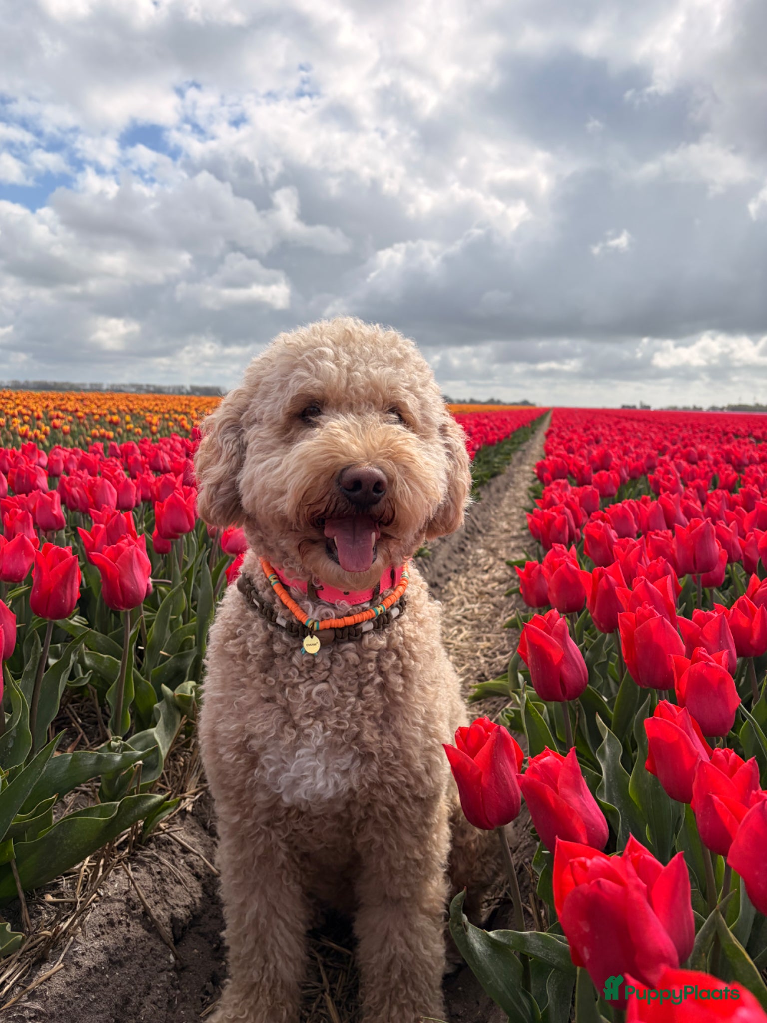 Goldendoodle honden Goldendoodle Pups verwacht 09/06 - Advertentie 1