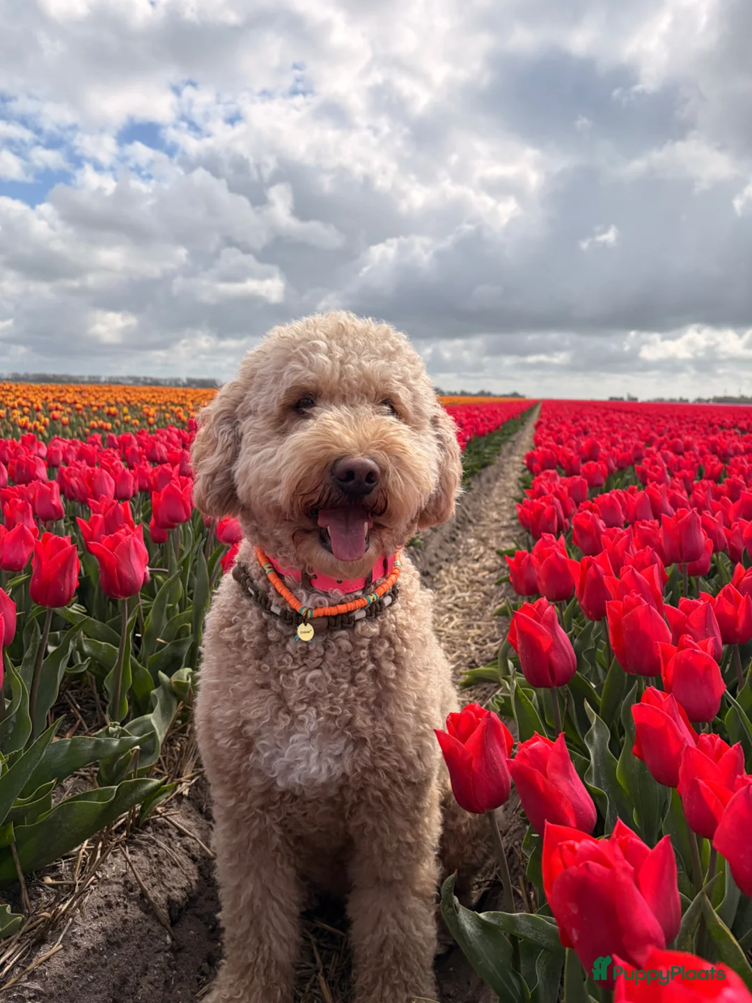 Goldendoodle honden te koop: Goldendoodle Pups verwacht 09/06 - Advertentie 1