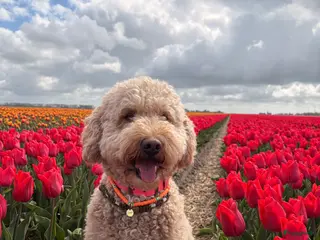 Goldendoodle honden Goldendoodle Pups verwacht 09/06 - Advertentie 1