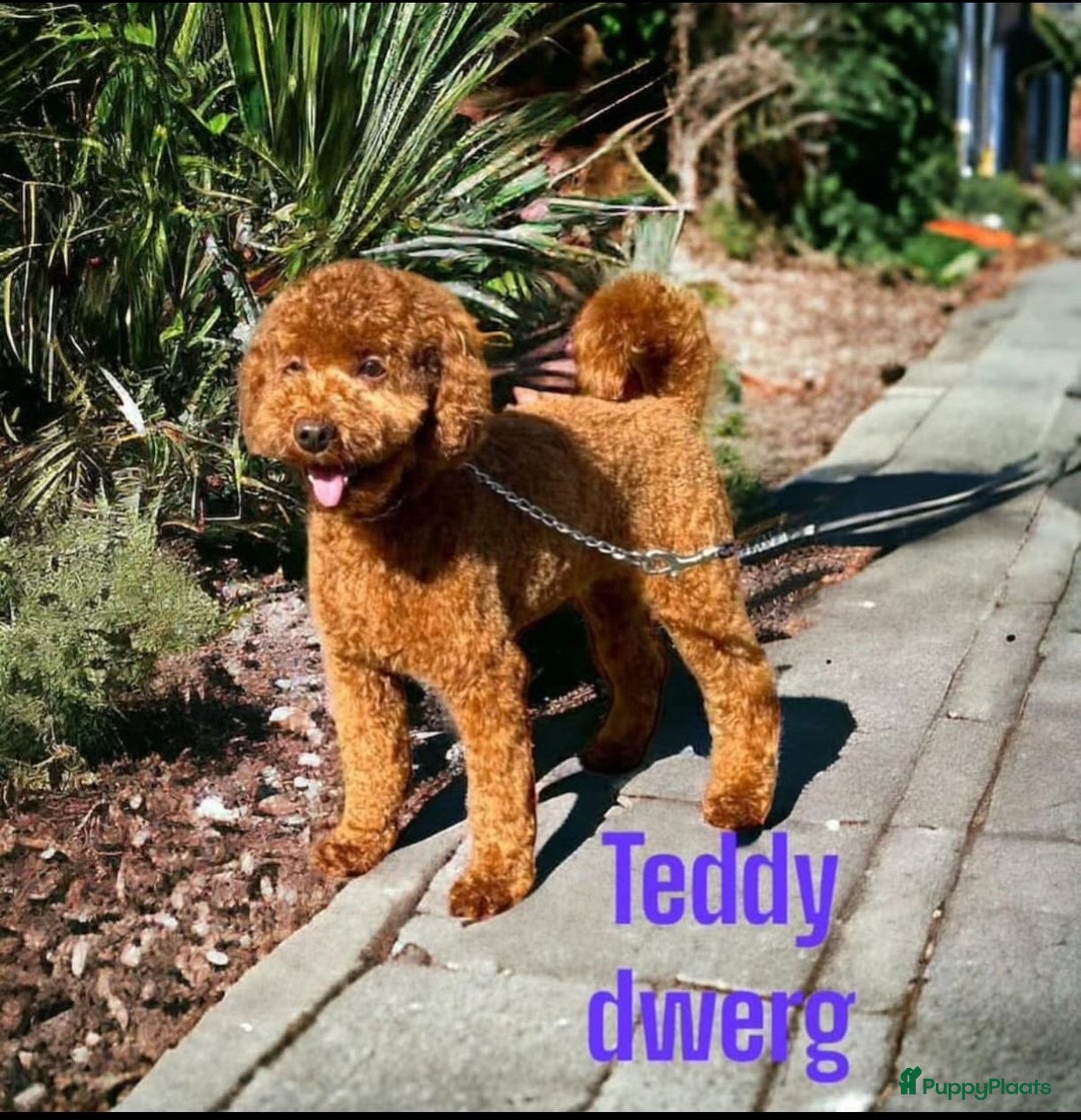 Dwergpoedel honden te koop: Dwergpoedel pups - Afbeelding 13