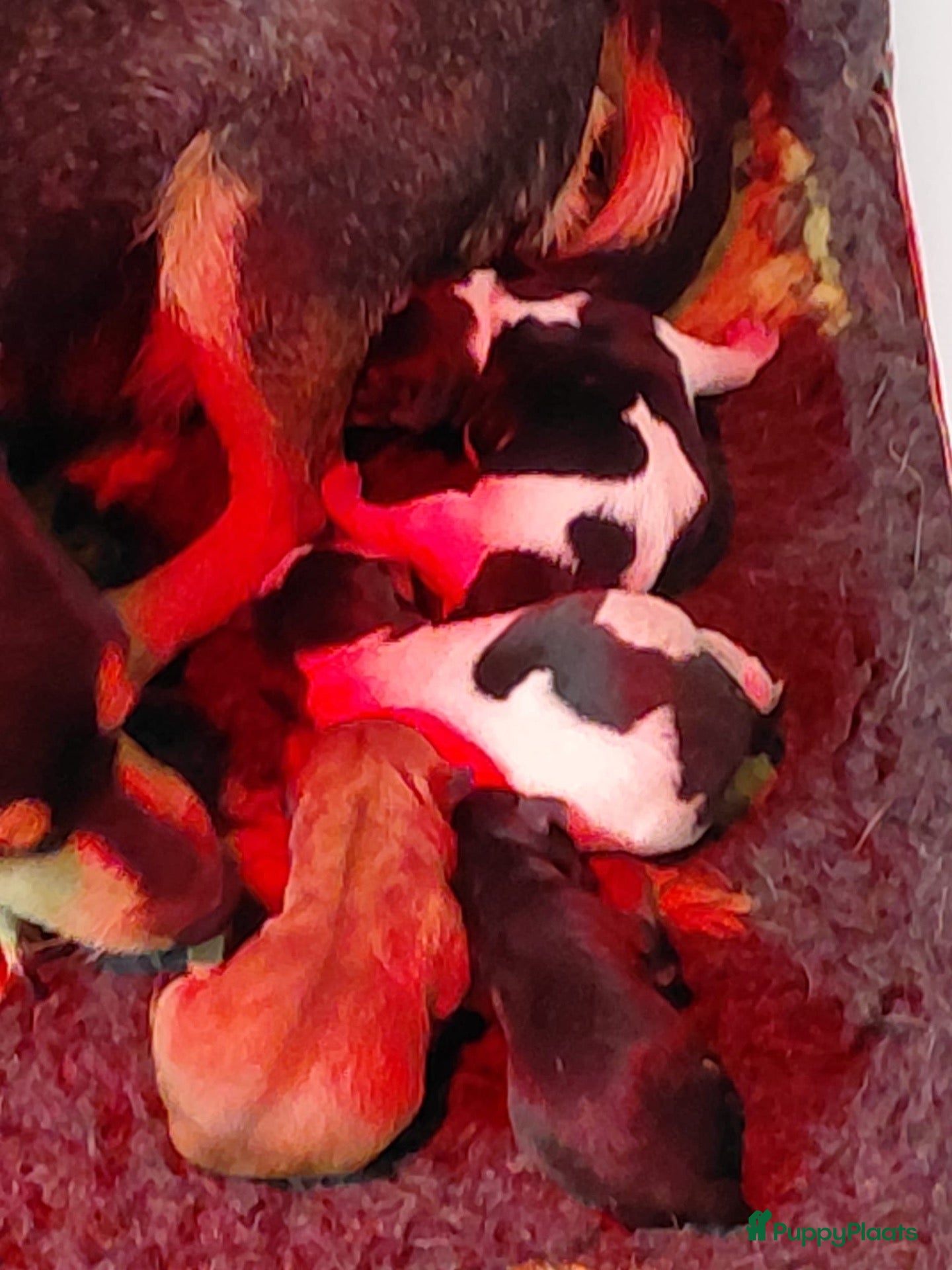 Jack Russel Terriër honden Jack Russell puppy’s zoeken een fijn thuis - Advertentie 4