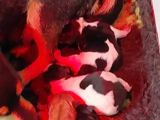 Jack Russel Terriër honden Jack Russell puppy’s zoeken een fijn thuis - Advertentie 4