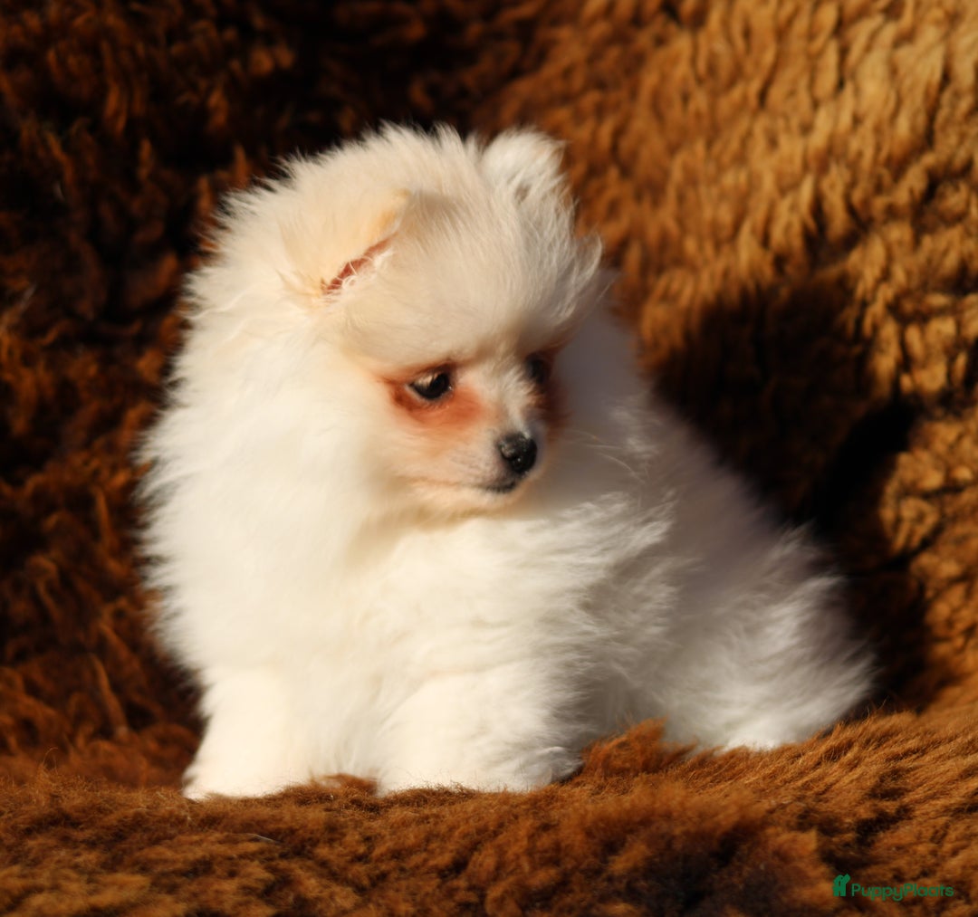 Pomeriaan honden te koop: Pomeriaan pup 100% raszuiver - Advertentie 6