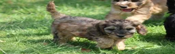 Cockapoo honden te koop: Cockapoo pups - Advertentie 17