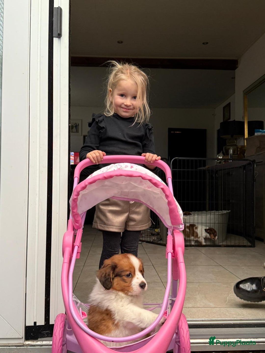 Kooikerhondje honden te koop: Schitterende kooikerhondje pups  - Advertentie 28