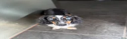 Kruising honden te koop: Teckels pups prachtige kleuren 🖤🤎🤍 - Advertentie 4