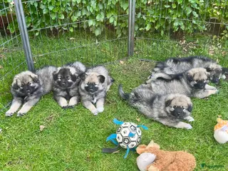 Keeshond honden Wolfsgrijze keeshond pups - Advertentie 10