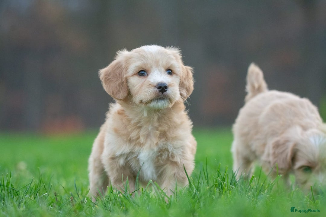 Kruising honden te koop: supergave mini tot middelgrote DOODLE PUPS - Advertentie 2