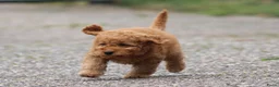 Cockapoo honden te koop: cockapoo pup, reutje - Advertentie 18