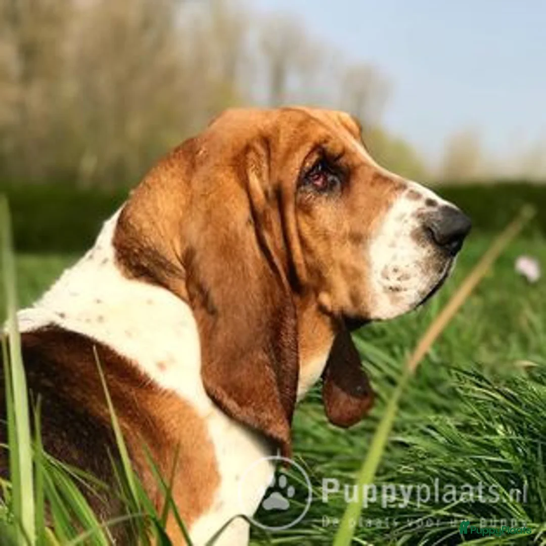 Basset Hound honden ter dekking: Dekreu Basset Hound 2 jaar in Koewacht - Advertentie 1