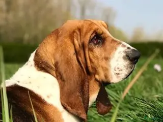 Basset Hound honden Dekreu Basset Hound 2 jaar - Advertentie 12
