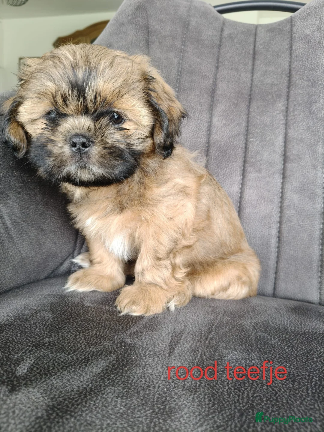 Shih Tzu honden te koop: 6 Mooie shih tzu pups - Advertentie 2