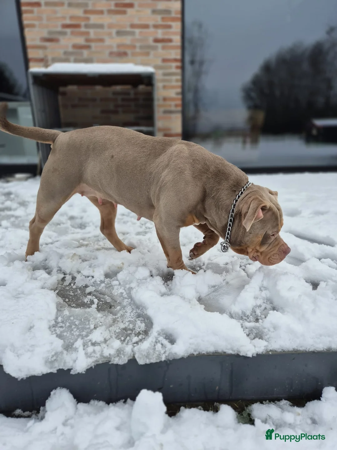 Amerikaanse Bully honden te koop: 🐾 American Bully XL pups verwacht zomer 2026 🐾 - Advertentie 11
