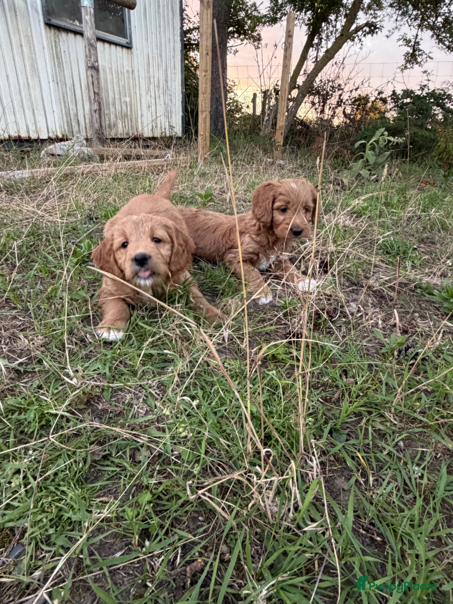 Kruising honden Mooie goldendoodle pups! - Advertentie 4