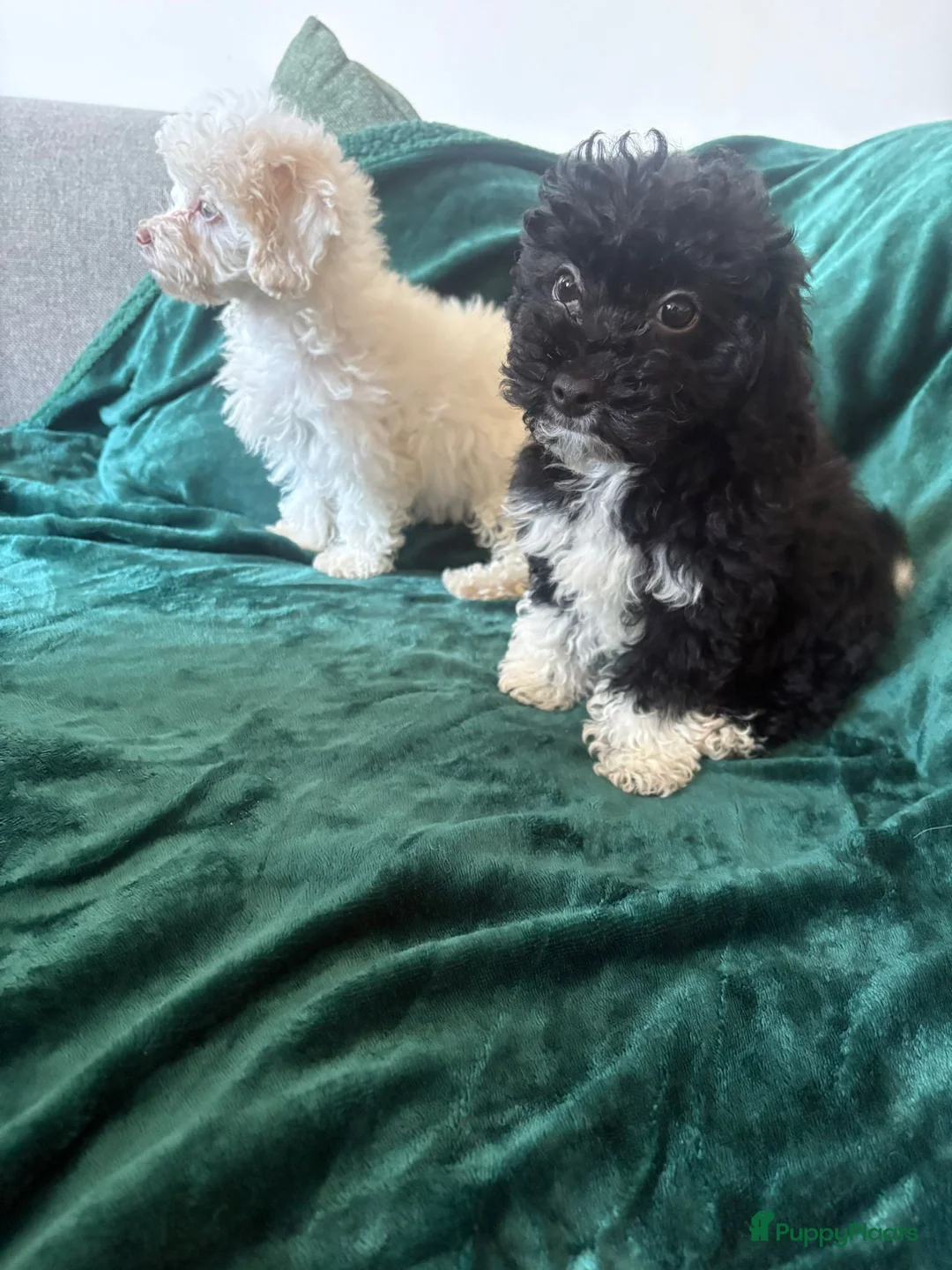 Poedel Toy honden te koop: Toypoedel zusjes toy poedel - Advertentie 9