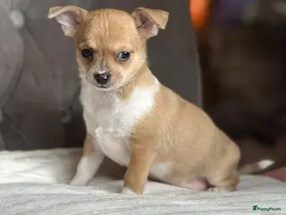 Chihuahua honden Prachtige chihuahua puppy's - Advertentie 1