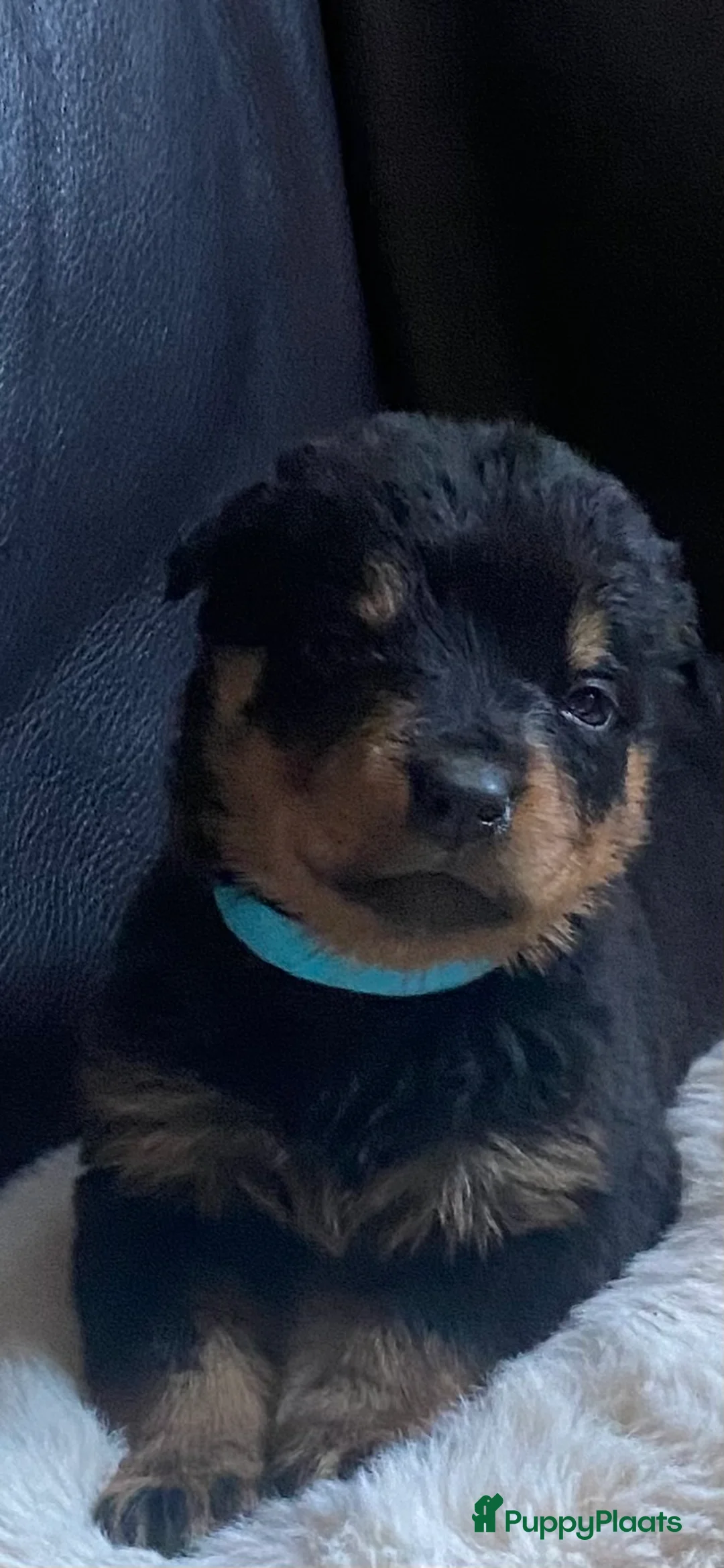 Rottweiler honden te koop: Rotweiler pups  - Advertentie 8