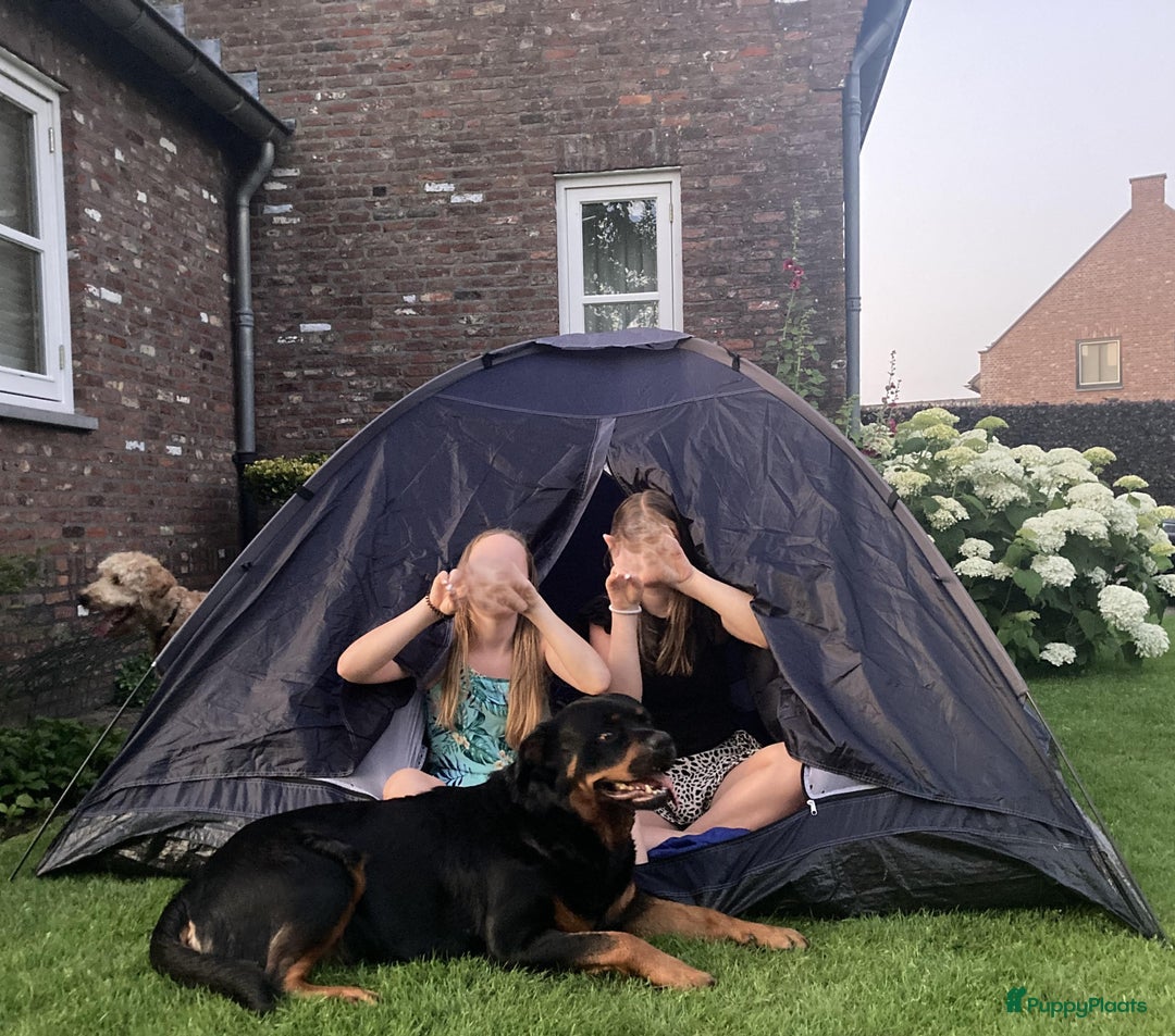 Rottweiler honden te koop: Mooie Rottweiler pups - Afbeelding 29
