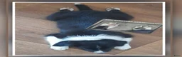 Border Collie honden te koop: Herplaatsing: Prachtig, lief Border Colliepup  - Advertentie 10