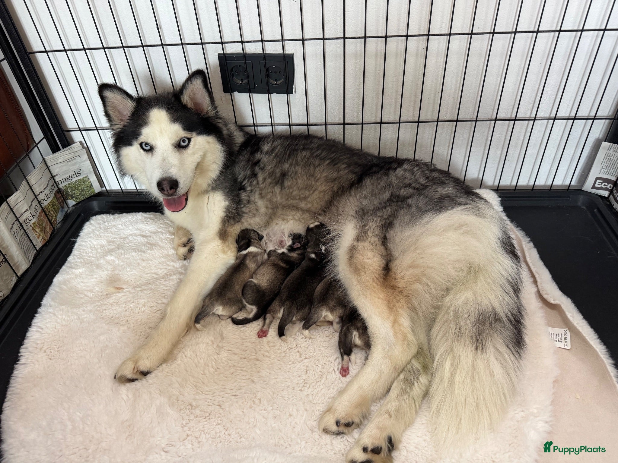 Pomsky honden Pomsky pups uit geteste ouders  - Advertentie 1