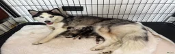 Pomsky honden te koop: Pomsky pups uit geteste ouders  - Advertentie 1