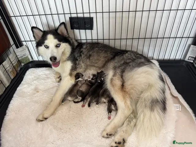 Pomsky honden te koop: Pomsky pups uit geteste ouders - Advertentie 1