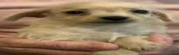 Kruising honden te koop: Chipoo Lieve rustige X toy poedel en chiwawa in Eindhoven - Advertentie 10
