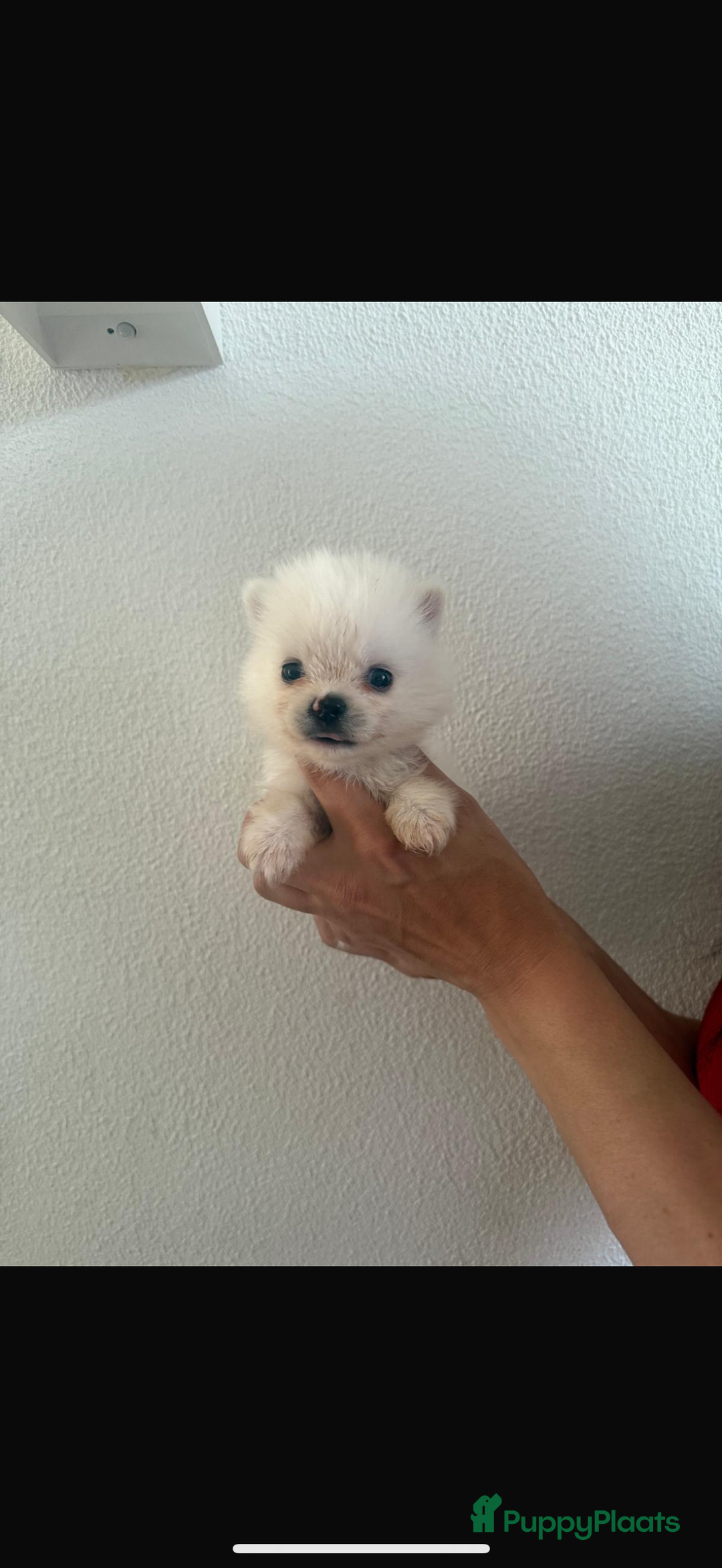 Pomsky honden te koop: 4 prachtige pomsky’s in Breda - Afbeelding 6