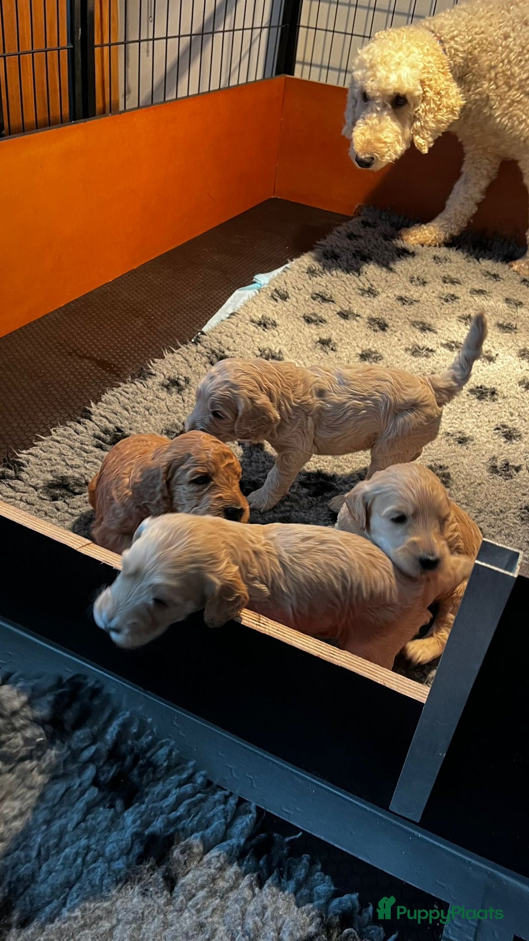 Labradoodle honden te koop: mooie multi x labradoodle australiën doodle pups - Advertentie 7