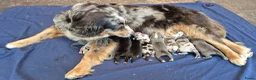 Kruising honden te koop: Australian shepherd x berner sennen (1/4) pups - Advertentie 4