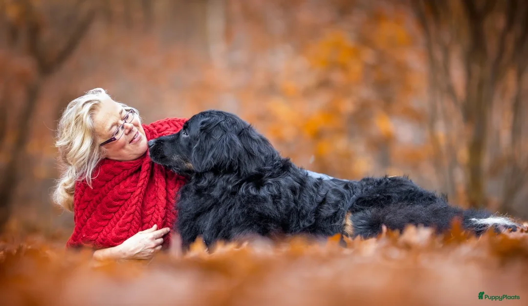 Galerij afbeelding {{count}}