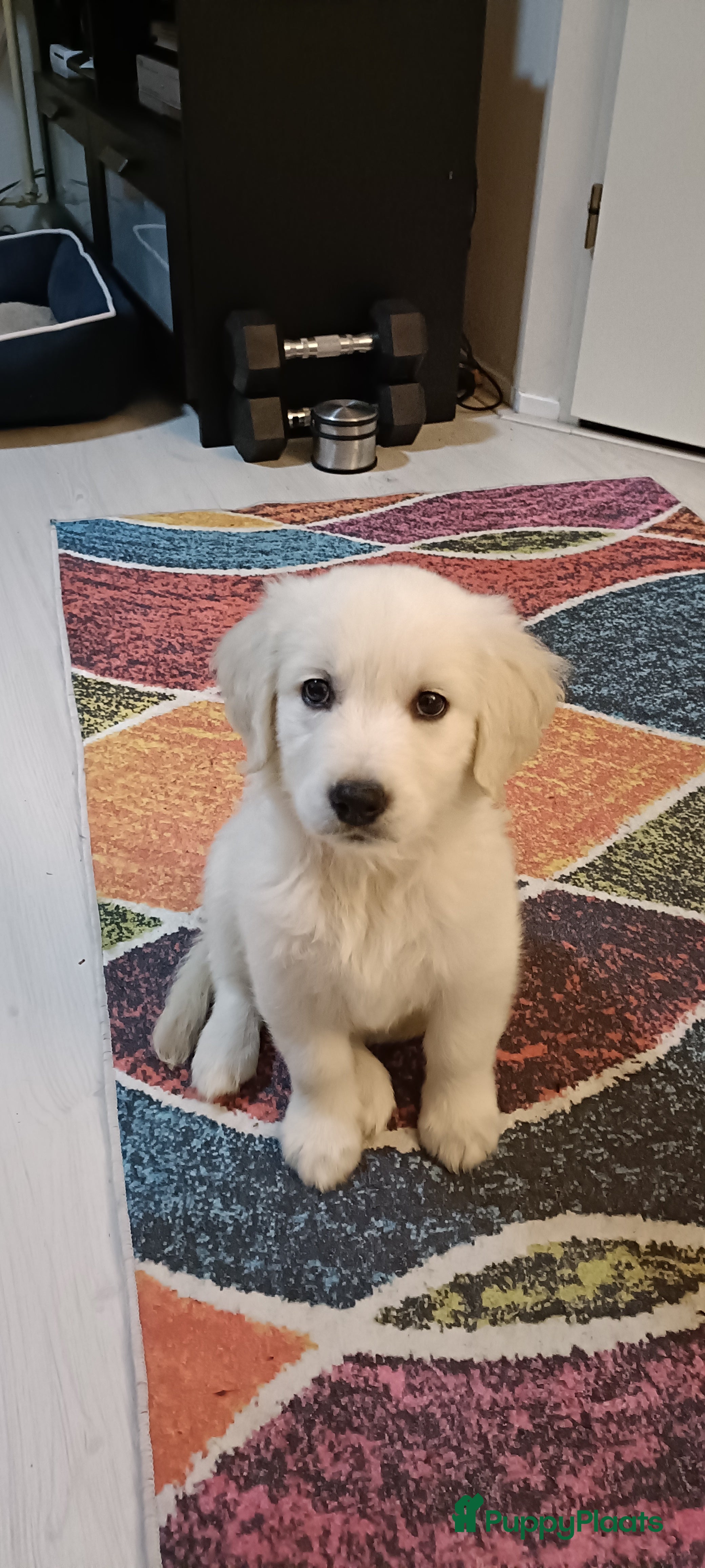 Golden Retriever honden Golden retriever puppy 10 weken oud  - Advertentie 1