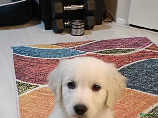 Golden Retriever honden Golden retriever puppy 10 weken oud - Advertentie 1