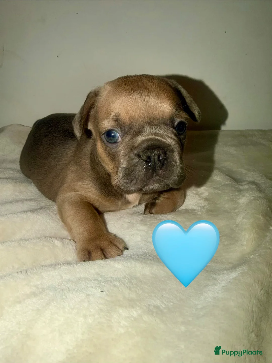 Franse Bulldog honden te koop: Franse Bulldog puppy’s 🩵🩷 - Advertentie 14