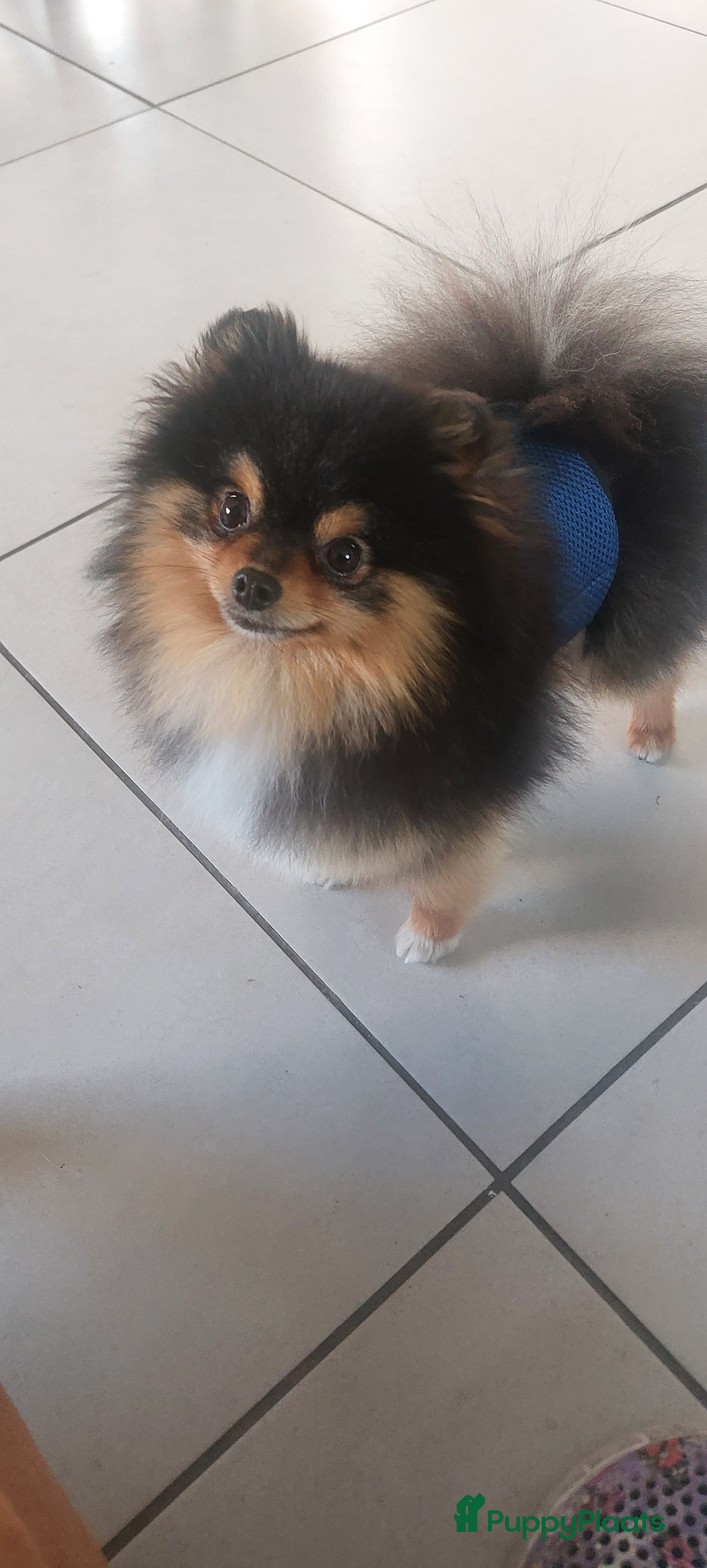 Pomeriaan honden Pomeranian dekreu - Advertentie 12