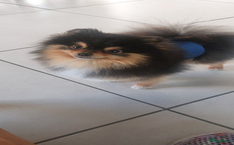 Pomeriaan honden - Advertentie 4