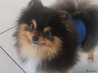 Pomeriaan honden - Advertentie 5