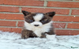 Pomsky honden te koop: Pomsky reutje Sunnie in Weert - Afbeelding 3