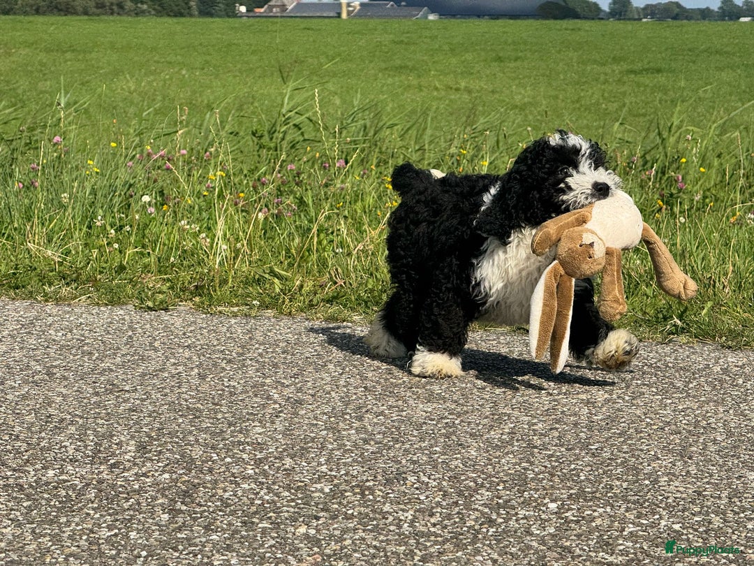 Spaanse Waterhond honden te koop: Spaanse Waterhond pups - Afbeelding 34