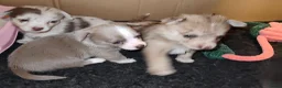 Pomchi honden te koop: Super lieve Pomchi pups  - Advertentie 11
