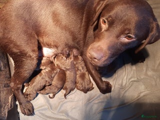 Labrador Retriever honden Labradors pups bruin reutjes - Advertentie 1
