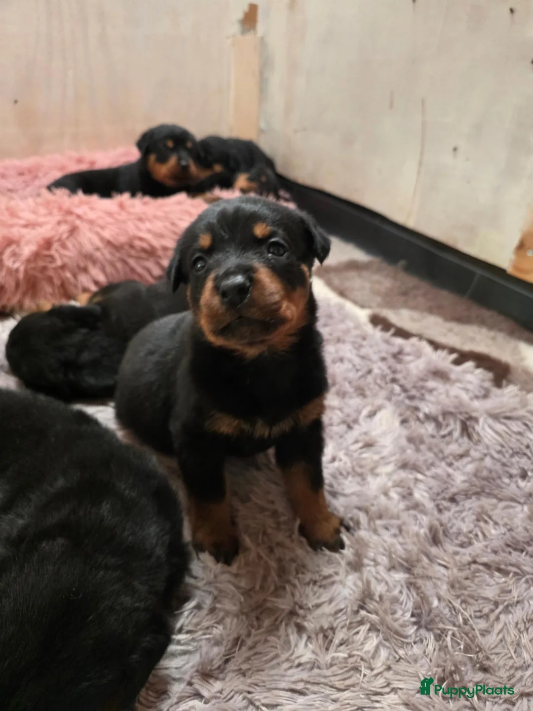 Rottweiler honden te koop: Prachtig mooie Rotweiler pups te koop! - Advertentie 21