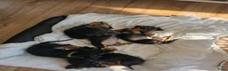 Teckel (korthaar)  honden te koop: Dwergteckel pups - Advertentie 2