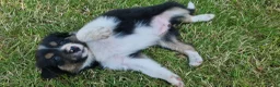Border Collie honden te koop: Nog 1 Border Collie pup 3 kleur, heel verleidelijk - Advertentie 12
