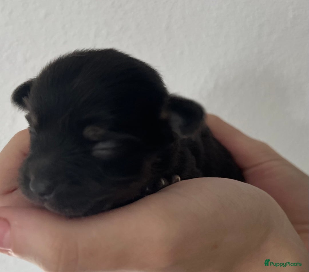Chihuahua honden te koop: Mooie en lieve langhaar chihuahua. - Advertentie 7