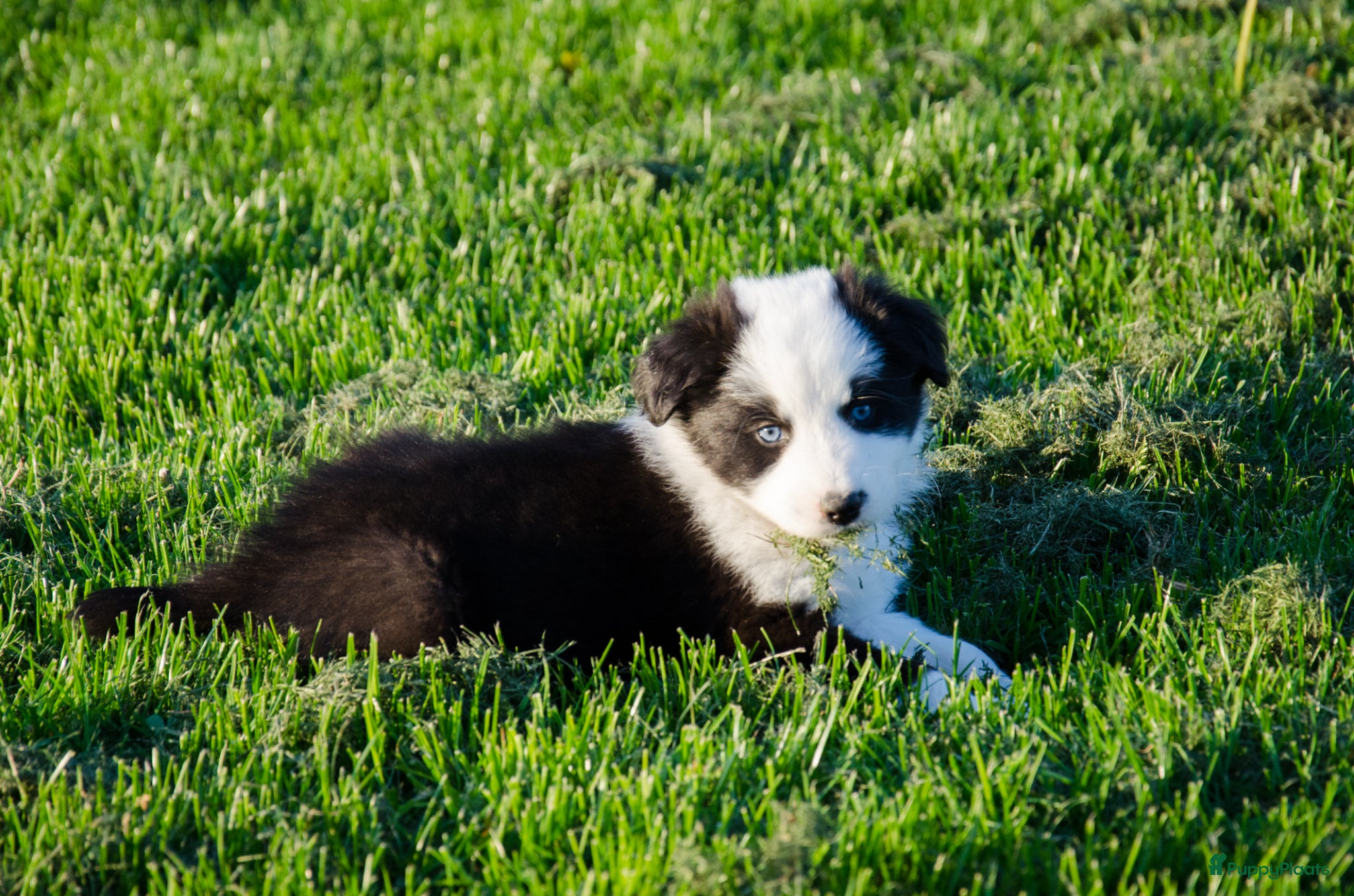 Kruising honden Border Collie Aussie pups geboren op boerderij(BE) - Advertentie 2