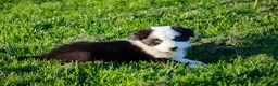 Kruising honden te koop: Border Collie Aussie pups geboren op boerderij(BE) - Advertentie 8