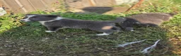 Border Collie honden te koop: Prachtige Lilac en Blue border collie pups - Advertentie 28