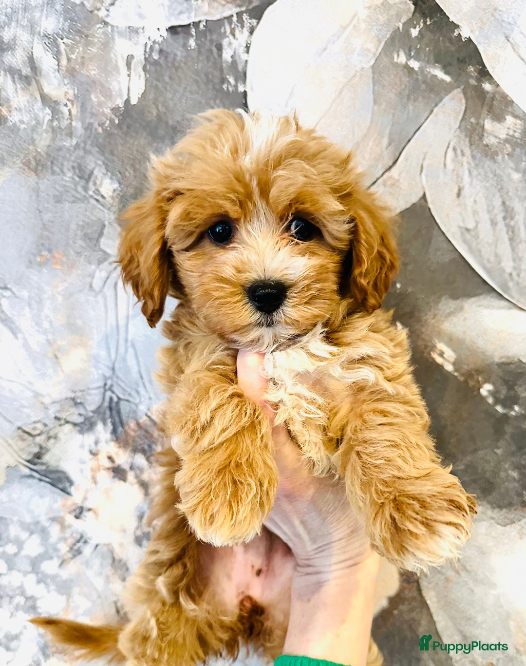 Maltipoo honden te koop: Bijzonder mooie maltipoo pups kunnen bijna weg - Advertentie 5